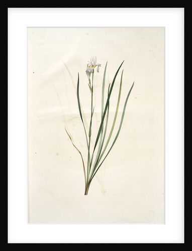 Iris sibirica, Iris de Sibérie, Siberian Lily by Pierre Joseph Redouté