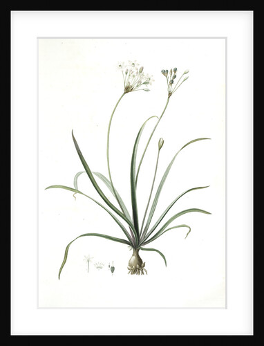 Allium fragrans, Ail parfumé, Fragrant onion by Pierre Joseph Redouté