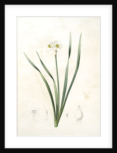 Narcissus biflorus, Narcisse à deux fleurs; Primrose Perless by Pierre Joseph Redouté