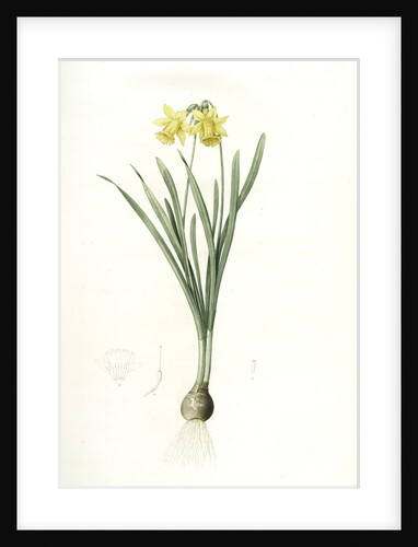 Narcissus minor, Narcissus Pseudo-Narcissus; Narcissus petit, Common Daffodil by Pierre Joseph Redouté