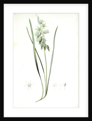 Ornithogalum nutans, Ornithogale penché; Drooping Star of Bethlehem, Nodding Star-of-Bethlehem by Pierre Joseph Redouté