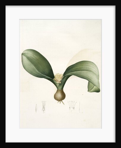 Massonia angusti­folia, Massonia Zeyheri; Massonie à feuilles étroites by Pierre Joseph Redouté