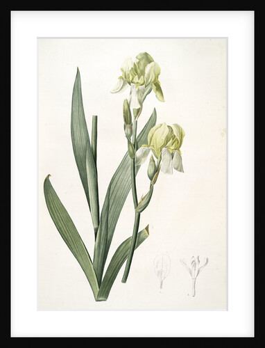 Iris flavescens, Iris à fleurs jaunes, Lemonyellow Iris by Pierre Joseph Redouté