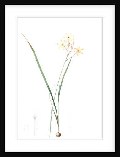 Ixia longiflora, Ixia paniculata; Ixia à longue fleur, Long-flowered Ixia by Pierre Joseph Redouté