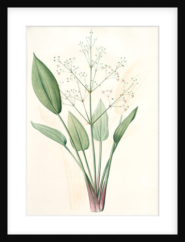 Alisma plantago, Alisma Plantago-aquatica; Fluteau plantain d'eau, Great Water Plantain by Pierre Joseph Redouté