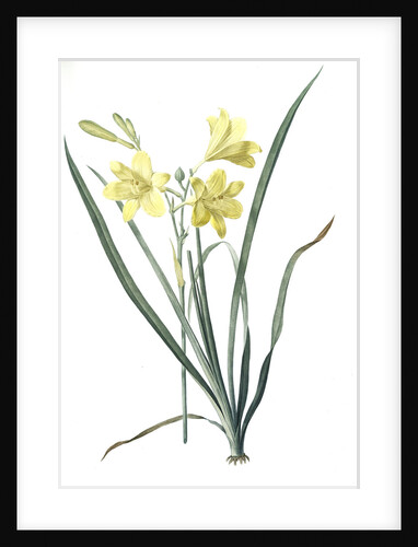 Hemerocallis flava, Hemerocalle Jaune; Yellow Day Lily by Pierre Joseph Redouté