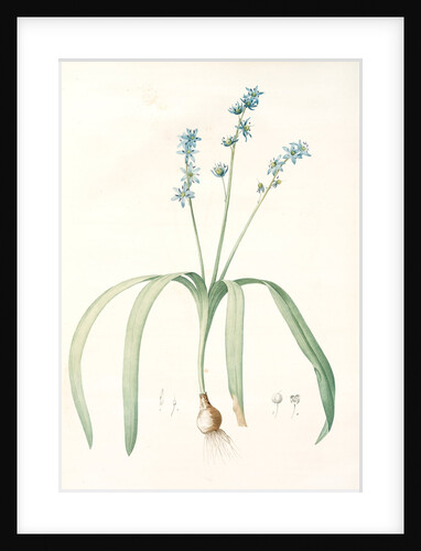 Scilla amoena, Scilla amoena; Star Hyacinth by Pierre Joseph Redouté