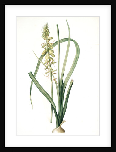 Albuca abyssinica, Albuca d'Abyssinie by Pierre Joseph Redouté