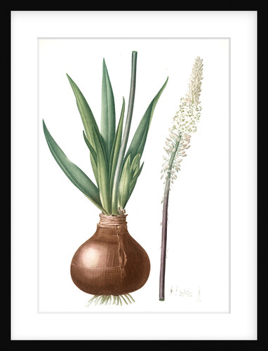 Scilla maritima, Urginea maritima; Scille maritime, Sea onion; Red squill; Sea squill by Pierre Joseph Redouté