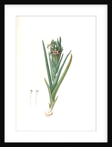 Ferraria undulata, Ferrarie ondulée; Orchid Iris by Pierre Joseph Redouté