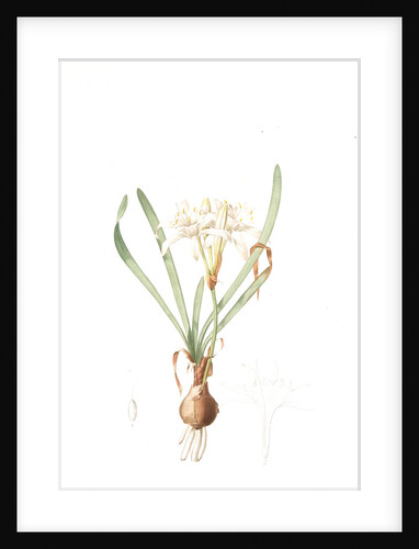 Pancratium maritimum, Pancrace maritime, Sea daffodil by Pierre Joseph Redouté