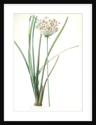 Butomus umbrellatus, Burome en ombelle; Flowering Rush by Pierre Joseph Redouté