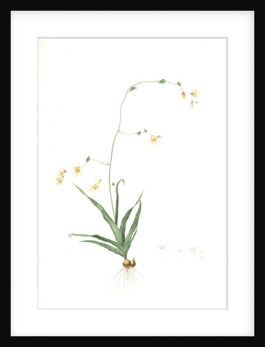 Diasia iridifolia, Melasphaerula graminea; Diasie, Grass-leaved Melasphaerula by Pierre Joseph Redouté