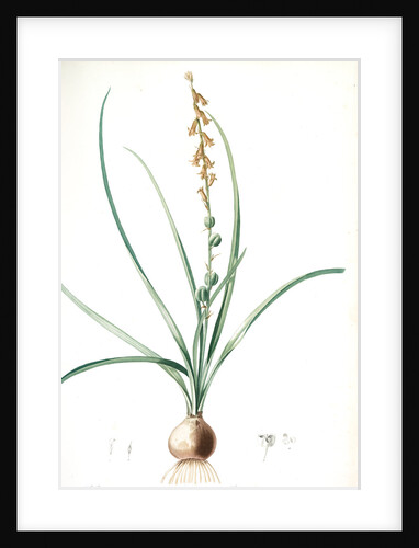 Hyacinthus serotinus, Dipcadi sp; Jacinthe tardive, Musk Hyacinth by Pierre Joseph Redouté
