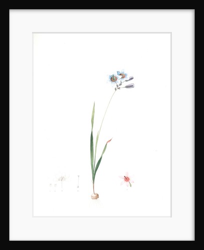 Galaxia ixiaeflora, Ixia monadelpha; Galaxis fleur d'Ixia, Monadelphous Ixia by Pierre Joseph Redouté