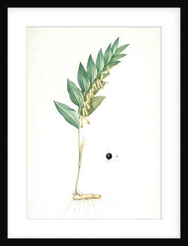 Polygonatum vulgare, Polygonatum officinale; Polygonatum sceau de Salomon, Common Solomon's Seal by Pierre Joseph Redouté