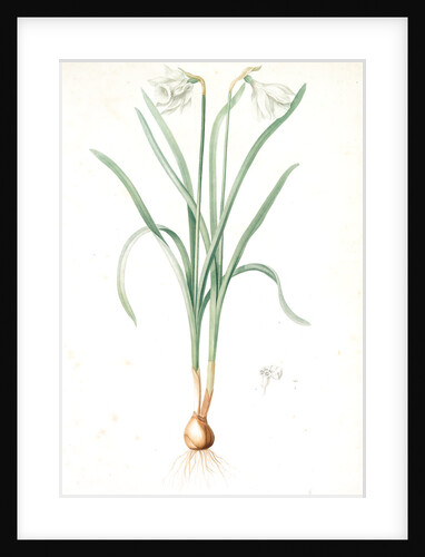Narcissus candidissimus, Narcissus Pseudo-Narcissus var. moschatus; Narcisse blanc; Common or Trumpet Daffodil by Pierre Joseph Redouté