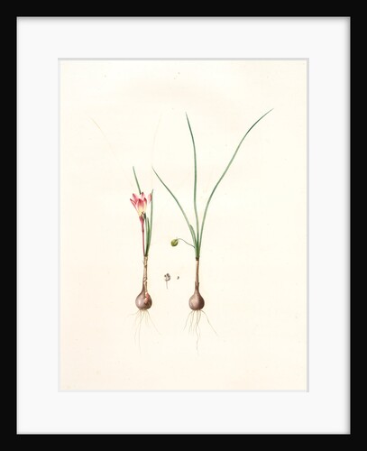 Amaryllis atamasco var. minor, Zephyranthes Atamasco var. minor; Amarylles de Virginie var. a petites fleurs by Pierre Joseph Redouté