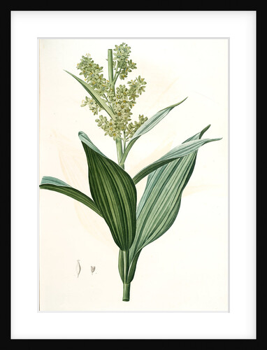 Veratrum album, Vératre blanc; False Hellebore by Pierre Joseph Redouté