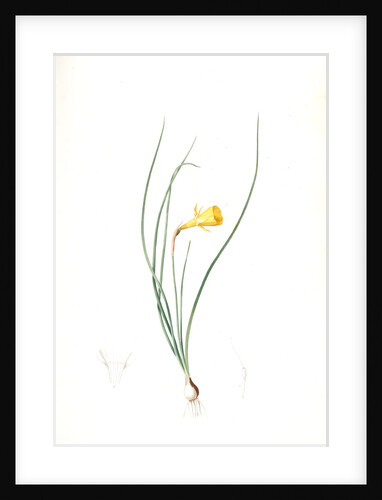 Narcissus Bulbocodium, Narcissus bulbocode; Hoop Petticoat Daffodil by Pierre Joseph Redouté