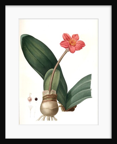 Haemanthus coccineus, Hémanthe écarlate; Blood Lily, Paint Brush; April Fool by Pierre Joseph Redouté