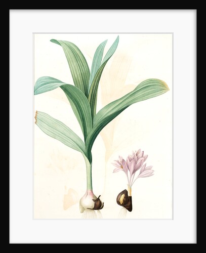 Colchicum autumnale var.latifolium, Colchique d'automne var. à larges feuilles, Meadow saffron by Pierre Joseph Redouté