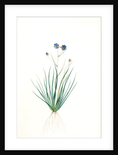 Aristea cyanea, Aristea bleu, Grass-leaved Aristea by Pierre Joseph Redouté
