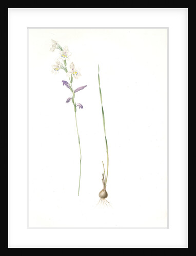 Gladiolus orobanche, Gladiolus brevifolius; Glaïeul orobanche by Pierre Joseph Redouté