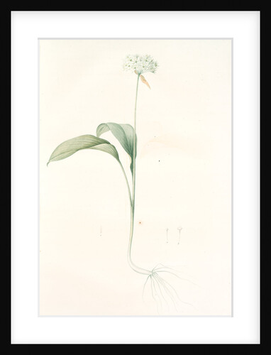 Allium ursinum, Ail des ours, Bear's Garlic; Wild Garlic by Pierre Joseph Redouté