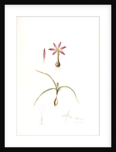 Merendera bulbocodium, Méréndére bulbocode by Pierre Joseph Redouté