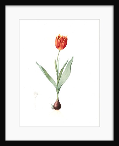 Tulipa suaveolens, Tulipe odorange; Duc van Thol Tulip by Pierre Joseph Redouté