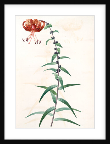 Lilium tigrinum by Pierre Joseph Redouté