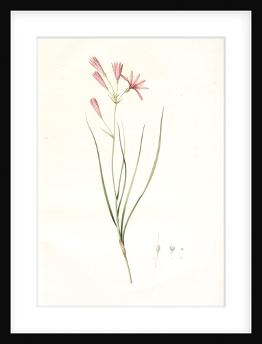 Amaryllis montana, Ixiolirion montanum by Pierre Joseph Redouté