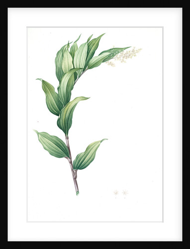 Smilacina racemosa, Smilacine en grappe; False Solomon's Seal, False spikenard; Solomon's zigzag; Treacle berry by Pierre Joseph Redouté