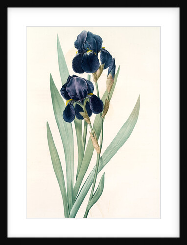 Iris germanica, Iris germanique; German flag by Pierre Joseph Redouté