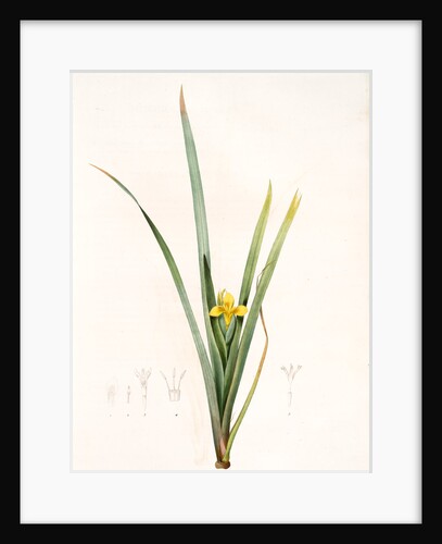Iris curtopetala, Iris Pseudacorus; Iris à pétales bossus, yellow flag, pale yellow iris, water flag by Pierre Joseph Redouté