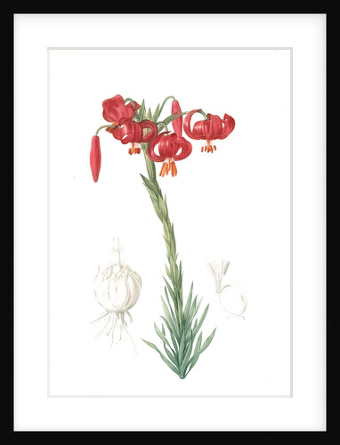 Lilium pomponium, Lilium chalcedonicum; Lis pompon; Chalcedonian Lily, Little or lesser or minor Turk's cap lily; turban lily by Pierre Joseph Redouté