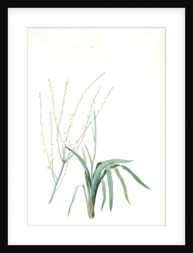 Phalangium elatum, Chlorophytum elatum; Phalangère élancée, Spider plant by Pierre Joseph Redouté