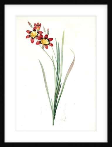 Ixia tricolor, Ixia Tricolore by Pierre Joseph Redouté