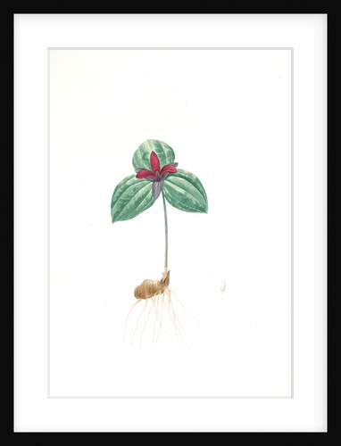 Trillium sessile, Trillium sessile, Wood-lily; Birthroot, Wake Robin, Stinking Benjamin by Pierre Joseph Redouté