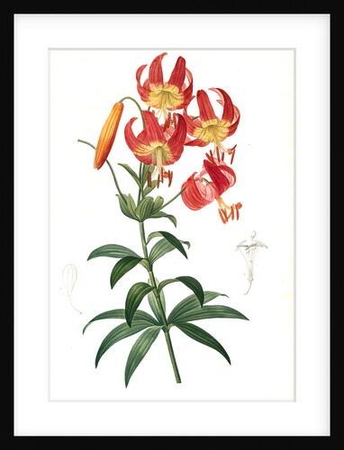 Lilium superbum; Lis superb by Pierre Joseph Redouté