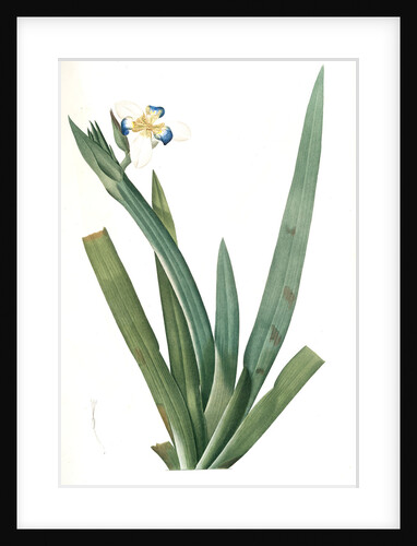 Moraea vaginata, Neomarica Northiana; Morée à longue gaine, Walking Iris; North's false flag; Apostle plant by Pierre Joseph Redouté