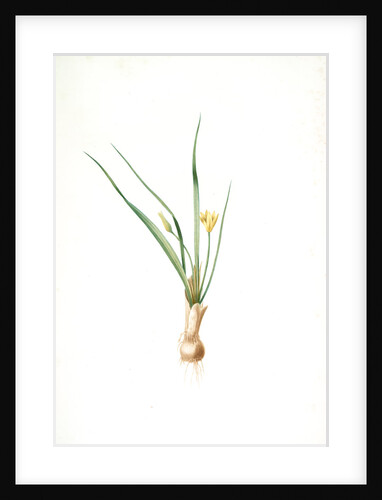 Hypoxis luzulaefolia, Curculigo plicata; Hypoxis a feuilles de luzule, Palm grass by Pierre Joseph Redouté