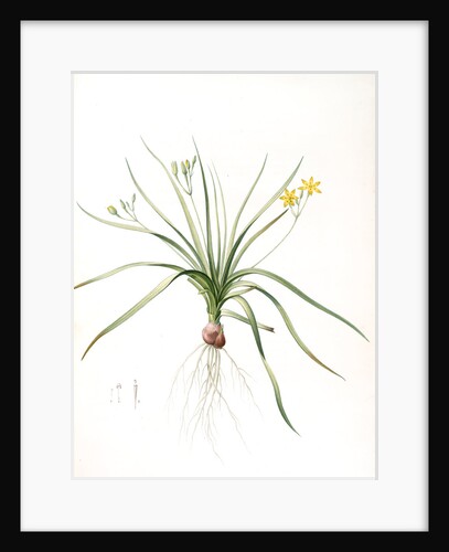 Hypoxia erecta, Hypoxis hirsuta; Hypoxis droite, Common Gold star by Pierre Joseph Redouté