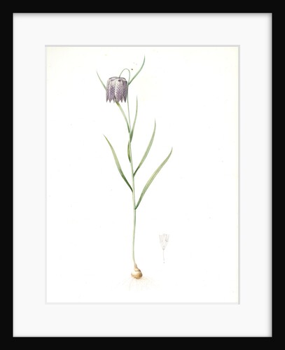 Fritillaria meleagris, Fritillaire pintade; Snakehead fritillary; Checkered lily by Pierre Joseph Redouté