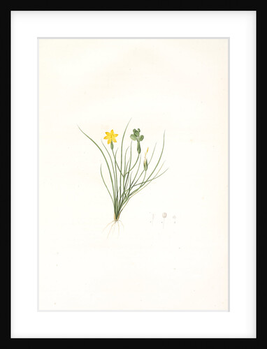 Sisyrinchium tenuifolium, Bermudienne a feuilles menues by Pierre Joseph Redouté