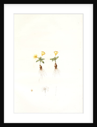 Galaxia ovata, Galaxia à feuilles ovales, Ovate-leaved galaxia by Pierre Joseph Redouté