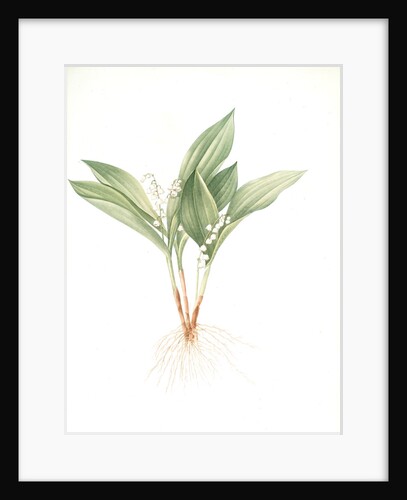Convallaria majalis, Muguet de Mai; Lily of the valley by Pierre Joseph Redouté