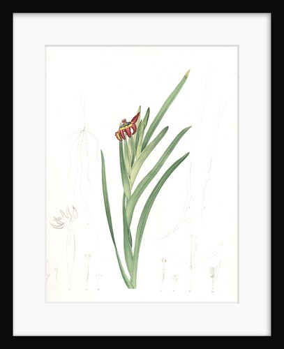 Ferraria Ferrariola, Ferrarie ferrariole by Pierre Joseph Redouté