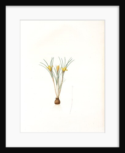Crocus susianus, Safran de Suse; Cloth-of-Gold Crocus by Pierre Joseph Redouté